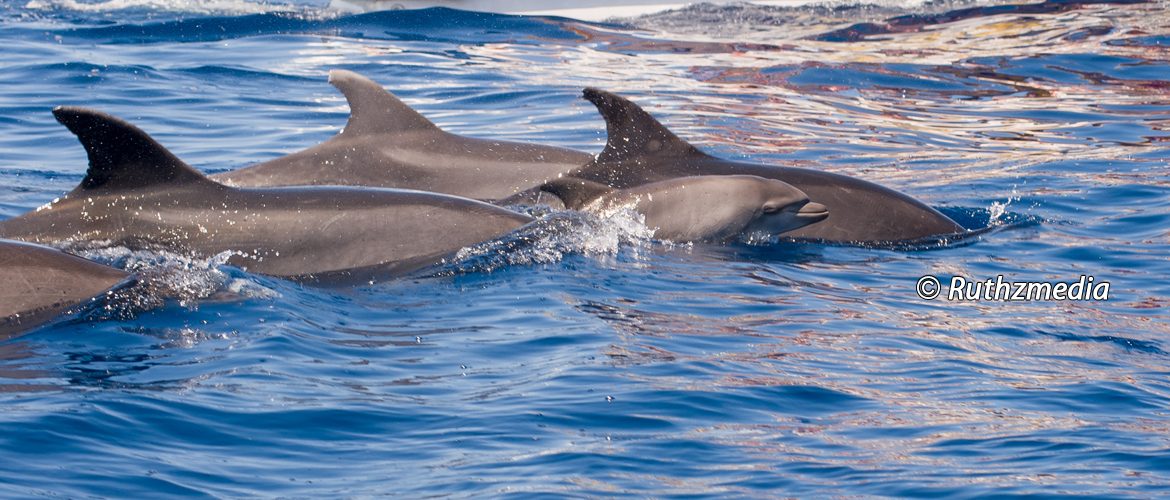 Pod of Dolphins playing, Los Gigantes, Tenerife, Canary Islands. Ruthzmedia
